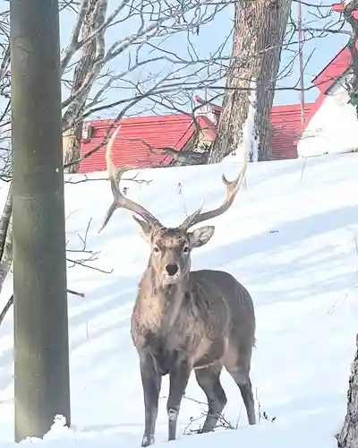 釧路一之宮 厳島神社(北海道)