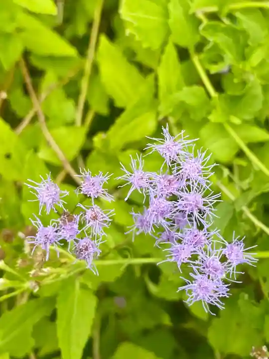 粟嶋堂宗徳寺の自然