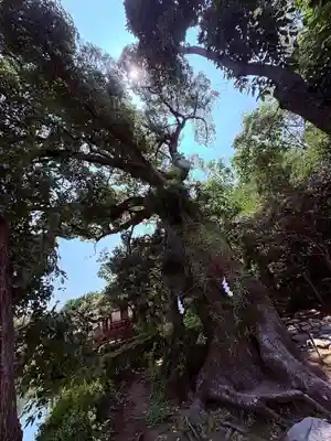 三嶋大社(静岡県)