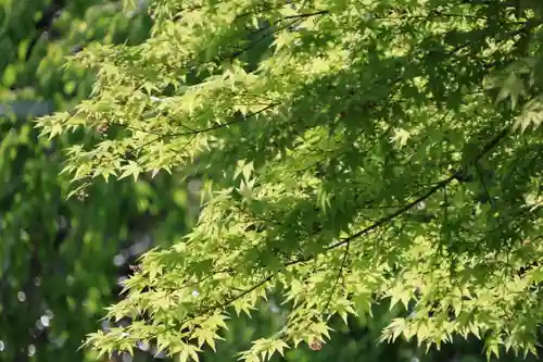 開成山大神宮の自然