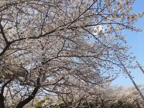 妙櫻寺(東京都)