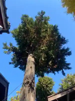 八坂神社(群馬県)