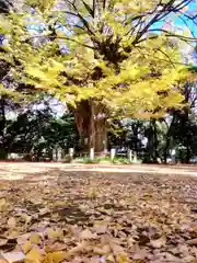 赤坂氷川神社(東京都)