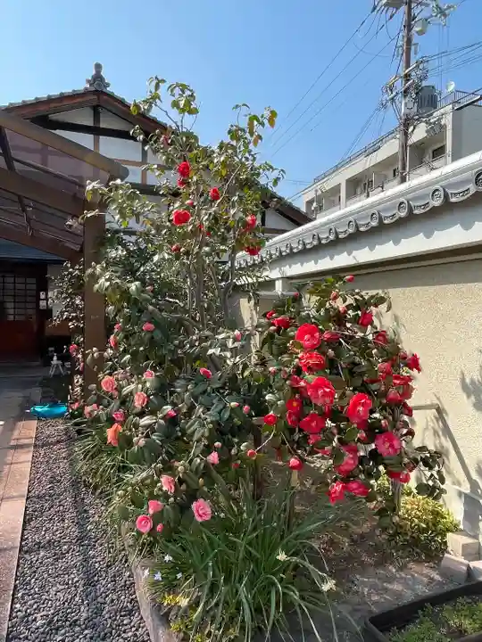 地蔵院(椿寺)(京都府)