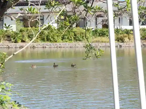 旗上弁財天社の動物