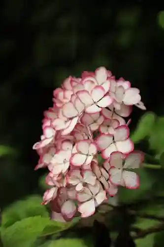 梅宮大社(京都府)