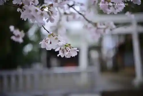 今泉神社(神奈川県)