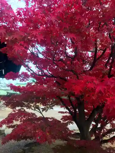 豊國神社の自然