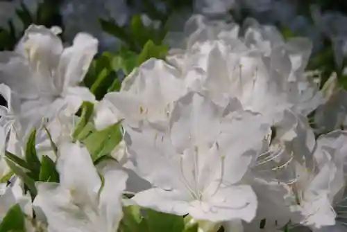 赤城神社(三夜沢町)(群馬県)