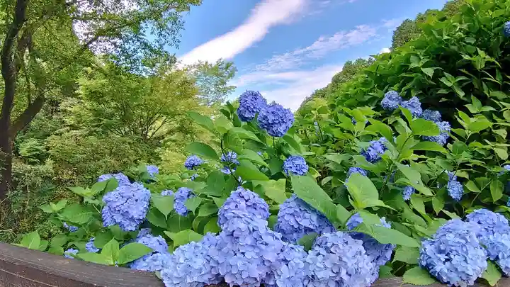 八幡神社松平東照宮の自然