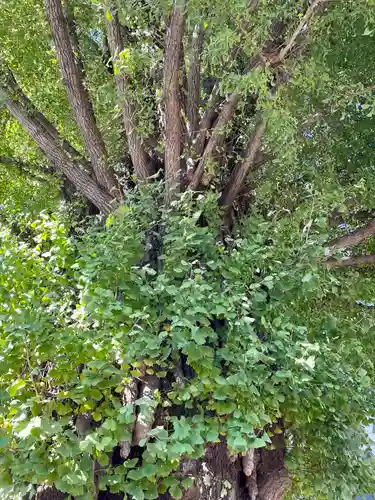 稼穡稲荷社の自然