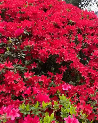 岩槻久伊豆神社(埼玉県)