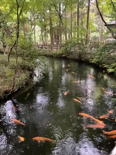 平林寺(埼玉県)