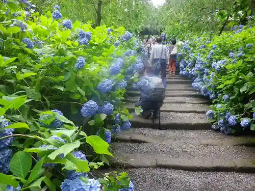 明月院の庭園