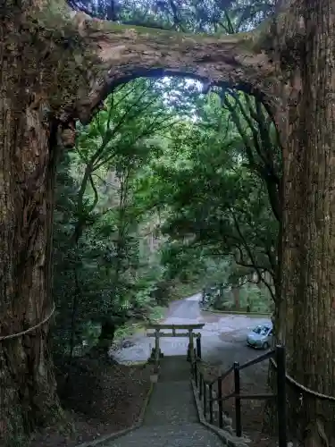 地主神社（桑の川の鳥居杉）(高知県)