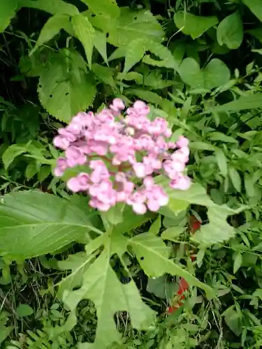 御霊神社の自然