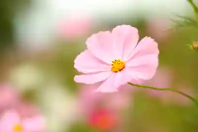 般若寺 ❁﻿コスモス寺❁(奈良県)