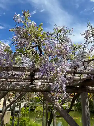 亀戸天神社の庭園