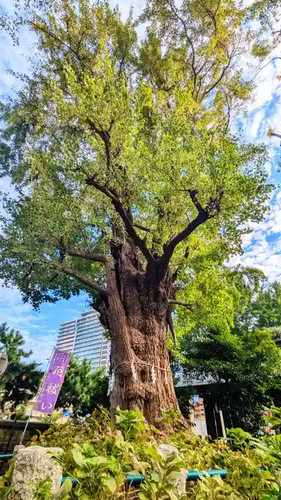 磐井神社の自然
