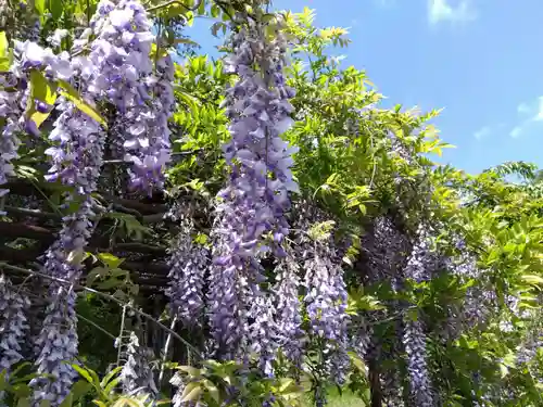 藤島神社（贈正一位新田義貞公之大宮）の自然