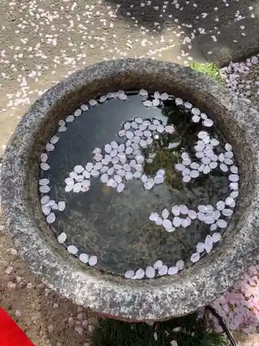 墨染寺（桜寺）(京都府)