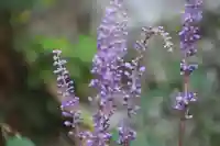 田村神社の自然