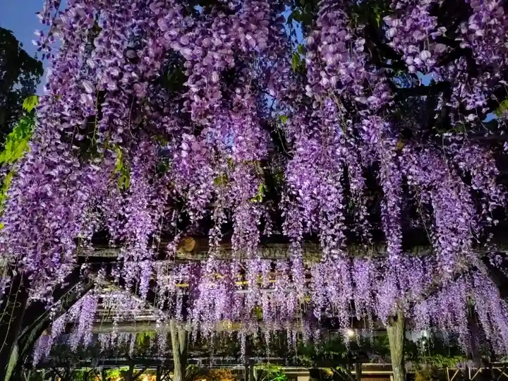 亀戸天神社(東京都)