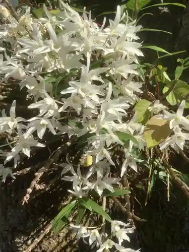 玉野御嶽神社の自然