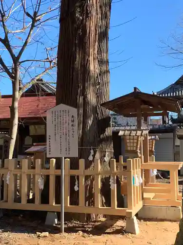 大宮諏訪神社の自然