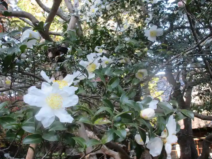 安國論寺(安国論寺)の自然