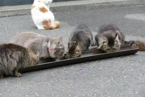 御誕生寺（猫寺）の動物