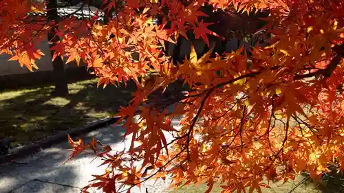 妙顯寺（妙顕寺）(京都府)
