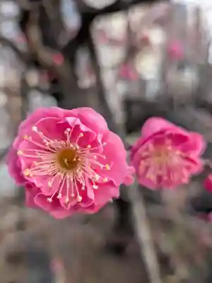 成願寺(東京都)