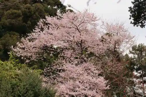 菅布禰神社の自然