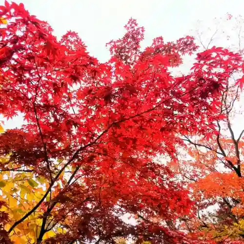 彌彦神社　(伊夜日子神社)の自然