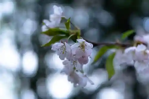 北海道護國神社の自然