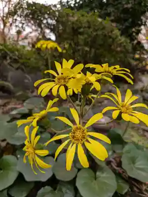 乃木神社(東京都)