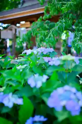 川越八幡宮(埼玉県)