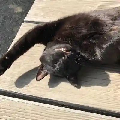 高司神社〜むすびの神の鎮まる社〜(福島県)