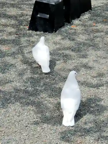 鶴岡八幡宮の動物