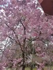 醍醐寺の自然