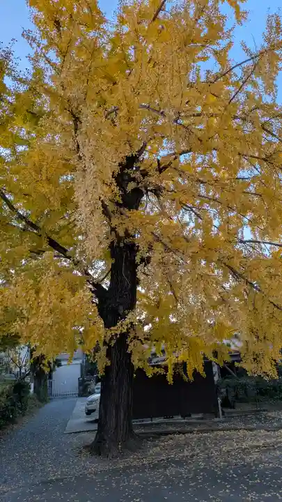 頂妙寺(京都府)