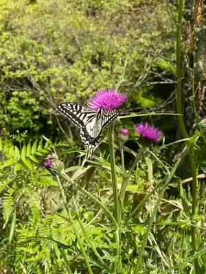 サムハラ神社 奥の宮の動物