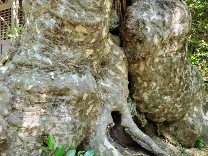 花山院菩提寺の自然