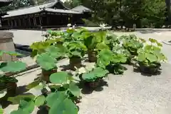 唐招提寺(奈良県)