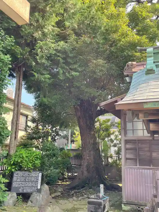 高円寺天祖神社の自然
