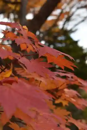 北海道護國神社の自然