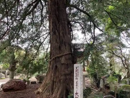 善養寺（善養密寺）(東京都)