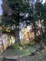 竹之高地不動社の自然