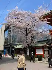 神田神社（神田明神）の自然